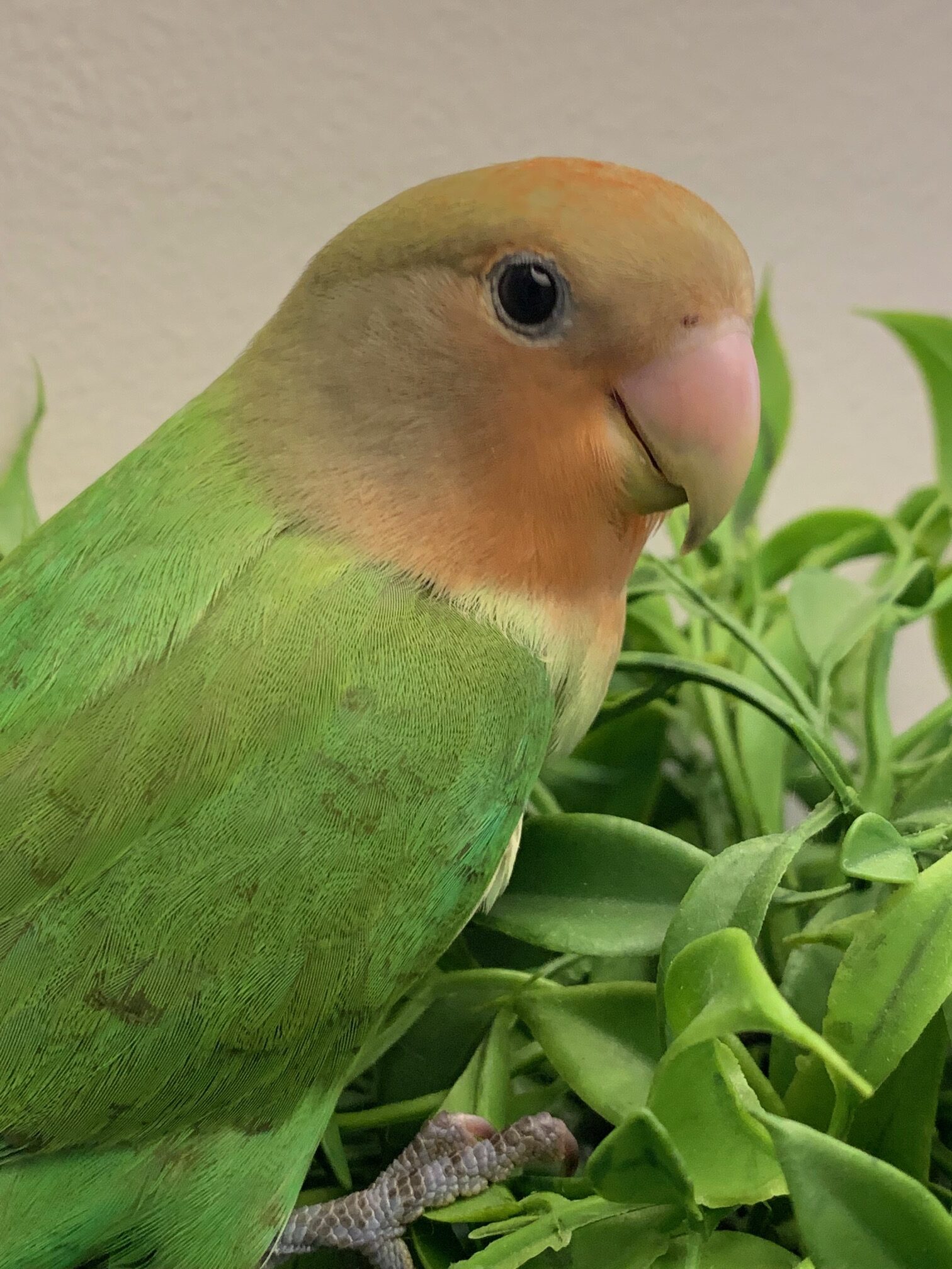 Miami Lovebirds Peach-faced Lovebird (Opaline) - MiamiLovebirds.com