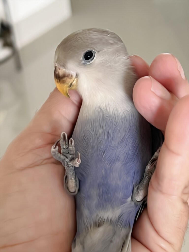 miLovebirds.com, home of Peach-Faced Lovebirds, various mutations. Meet Kobi, our baby violet opaline, who is totally tamed and just scrumptious.