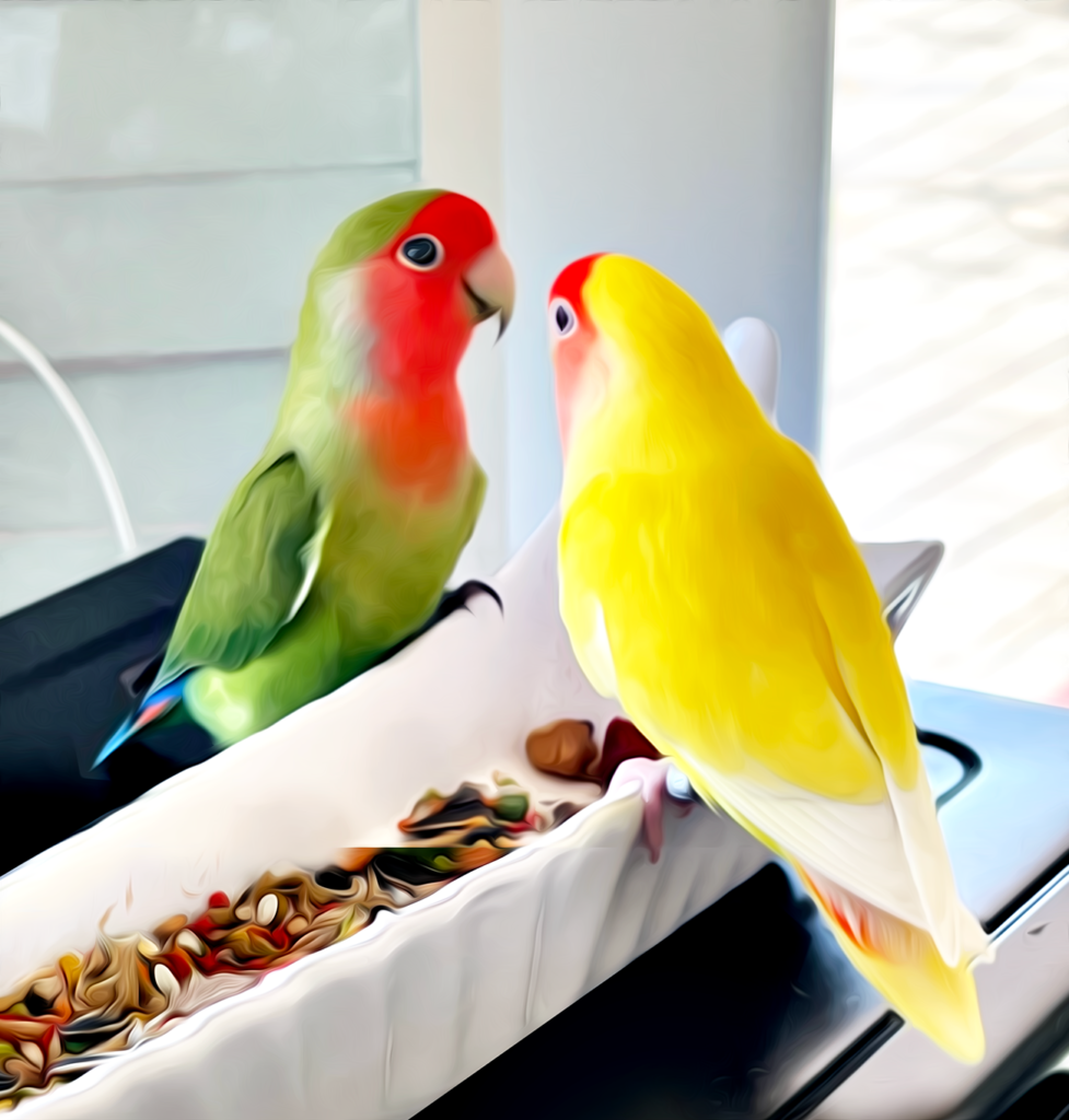 MiamiLovebirds.com, home of Peach-Faced Lovebirds, various mutations. Macho is a wild green peachfaced lovebird and Kiwi is a Lutino mutation peachfaced lovebird and they are in love.