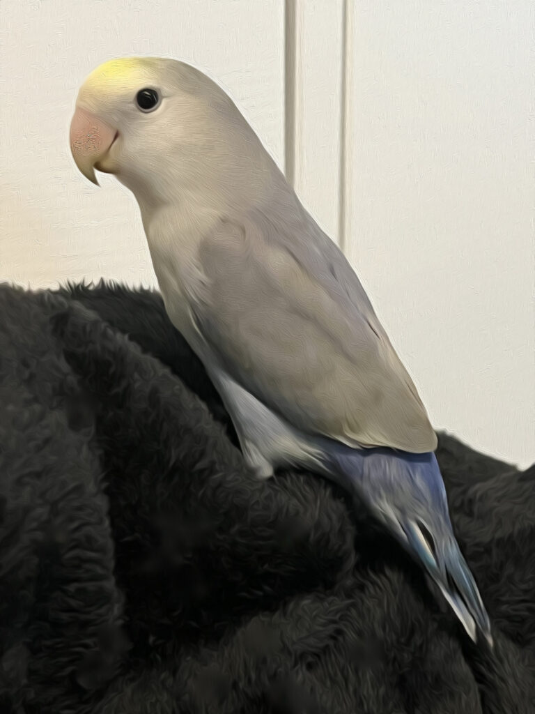 Blue Violet Pied PeachFaced Lovebird