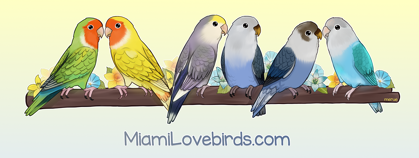Welcome to MiamiLovebirds.com - Home of beautiful PeachFaced Lovebirds